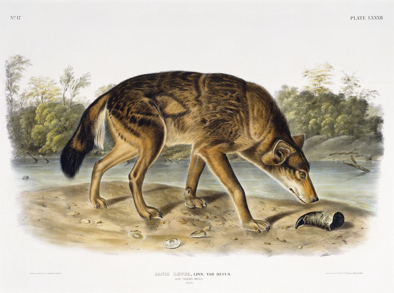 Red Texan Wolf ، 1845 (طباعة حجرية ملونة) بواسطة جون جيمس بعد أودوبون