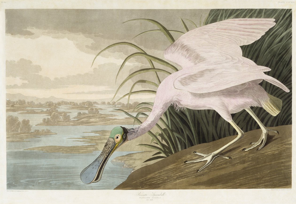 Roseate Spoonbill ، 1836 (أكواتنت ملون يدويًا على ورق منسوج) بواسطة جون جيمس بعد أودوبون