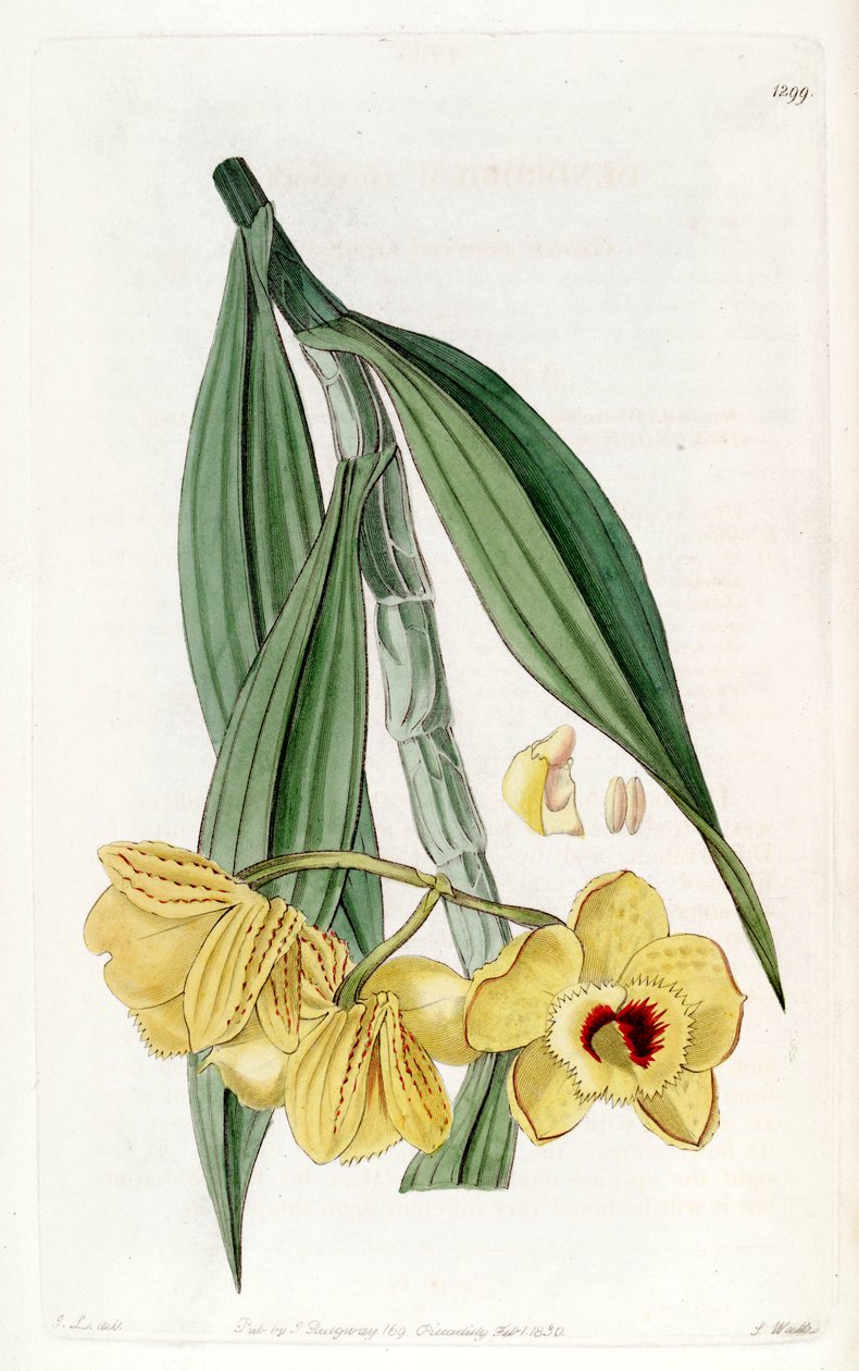 Dendrobium أقحوان بواسطة جون ليندلي
