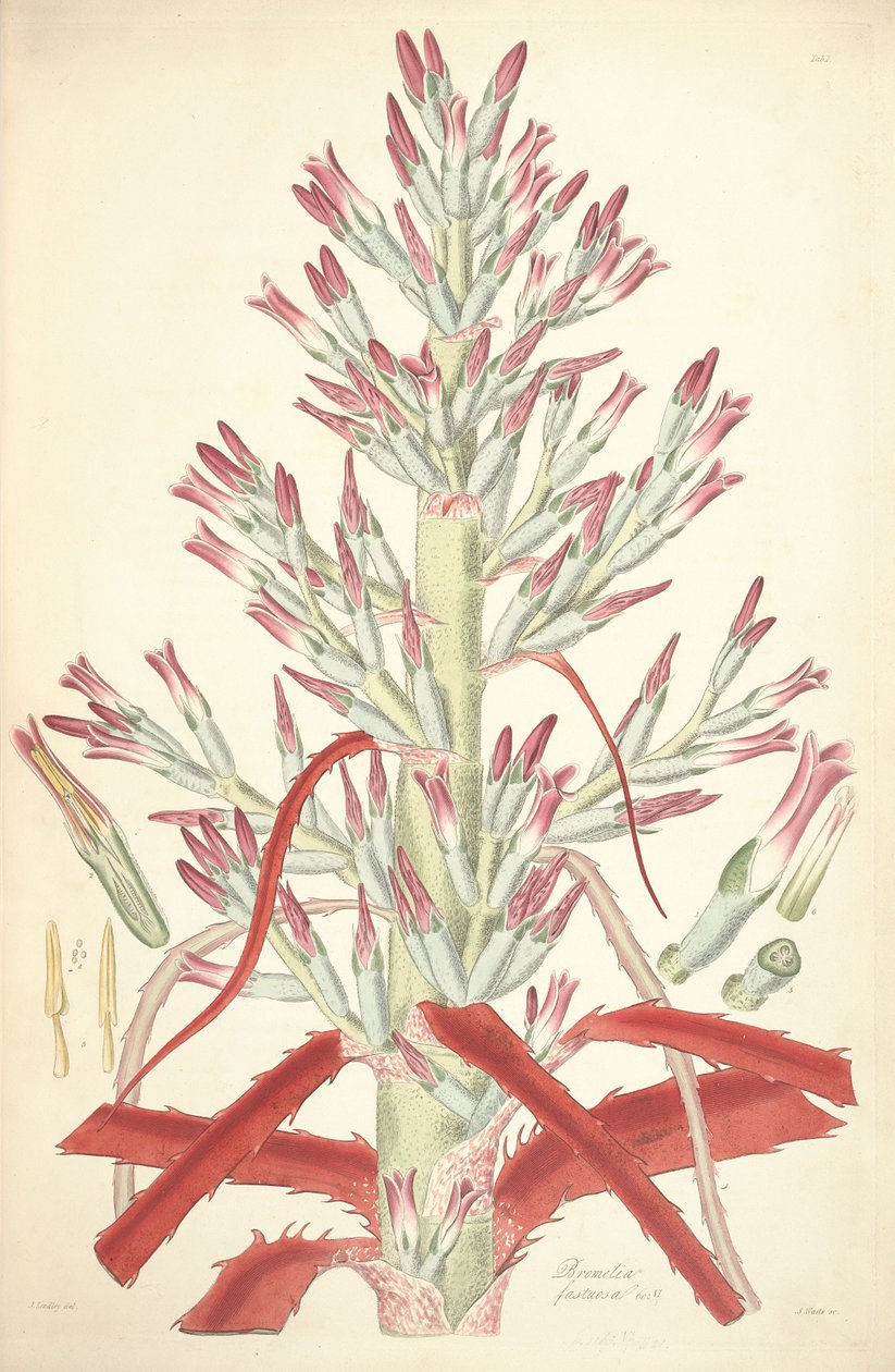 رسم توضيحي لـ Bromelia pinguin (مثل syn. Bromelia fastuosa) بواسطة جون ليندلي