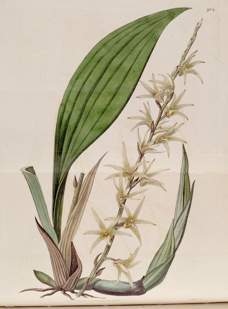 توضيح إيريا جافانيكا (مثل syn. Eria stellata) بواسطة جون ليندلي