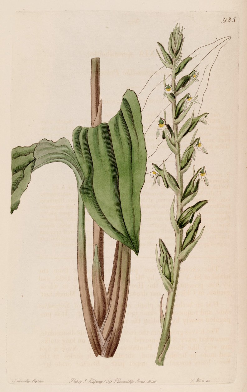 رسم توضيحي لـ Pelexia adnata (مثل syn. Pelexia spiranthoides) بواسطة جون ليندلي