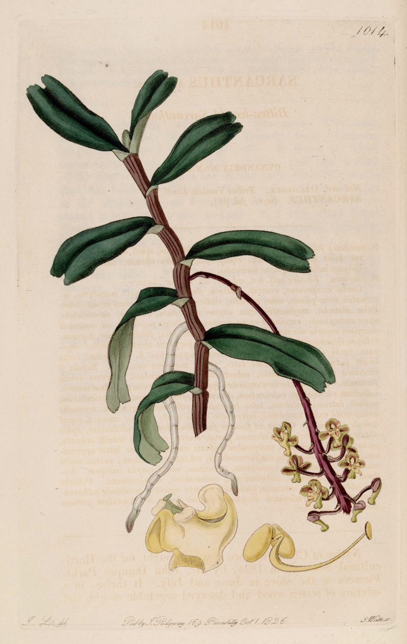 تم قطع توضيح Robiquetia لهذا (syn. Sarcanthus يتعذر الوصول إليها) بواسطة جون ليندلي