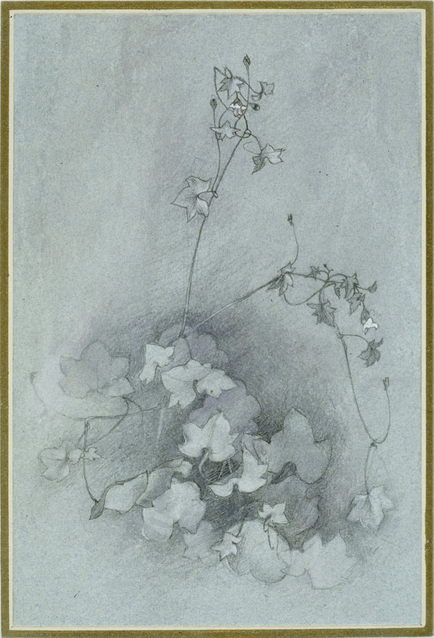 Ivy-Leaved Toadflax (&39;Oxford Ivy&39;) ، 1852 (ألوان مائية ، ألوان الجسم والقلم والحبر فوق الجرافيت على ورق نسج أزرق) بواسطة جون روسكين