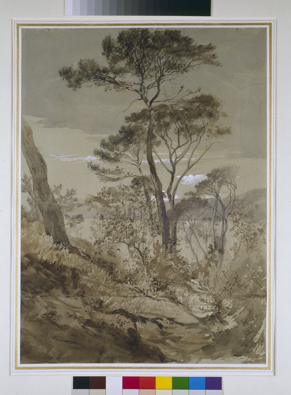 الحجر الصنوبر في سيستري ، خليج جنوة ، 30 أبريل 1845 (قلم رصاص مع يغسل القلم وألوان بيضاء على الورق) بواسطة جون روسكين
