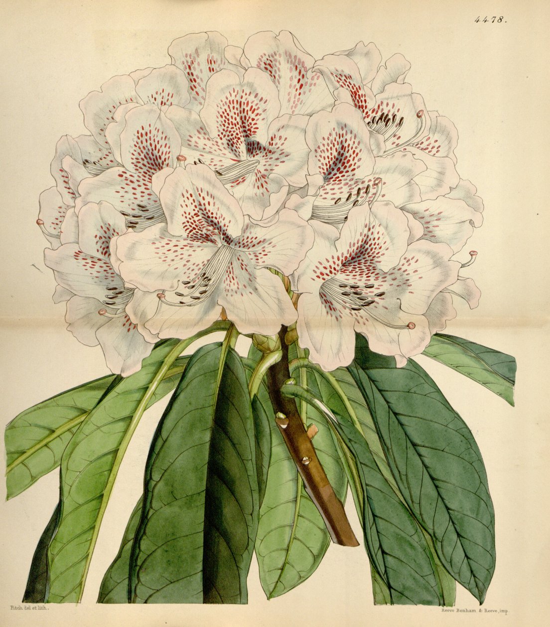 الرودودندرون × russelianum &39;Clivianum&39; بواسطة جون سميث 2