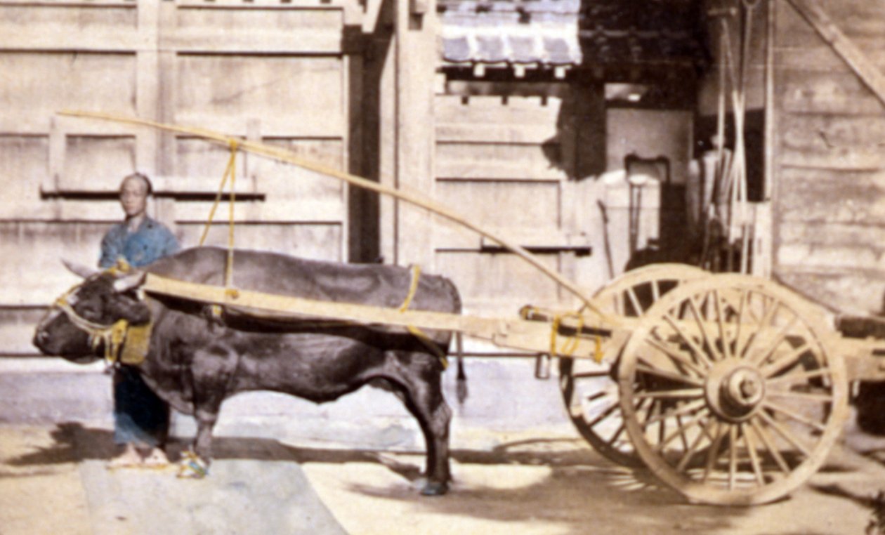 رجل صيني مع عربة وثور ، 1890 (صورة ملونة باليد) بواسطة جون طومسون