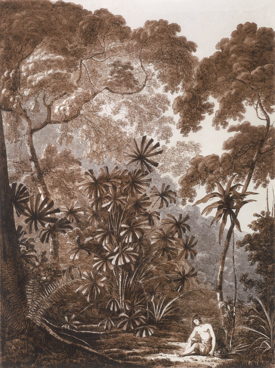 The Fan Palm في جزيرة Cracatoa ، من حانة "Views in the South Seas". 1788 بواسطة جون ويبر