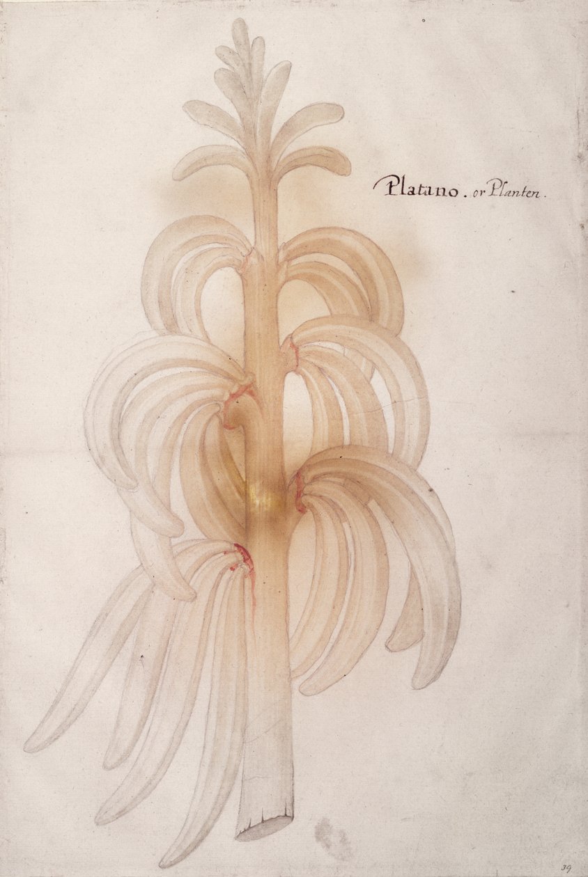 موز ، ج .1590 بواسطة جون وايت