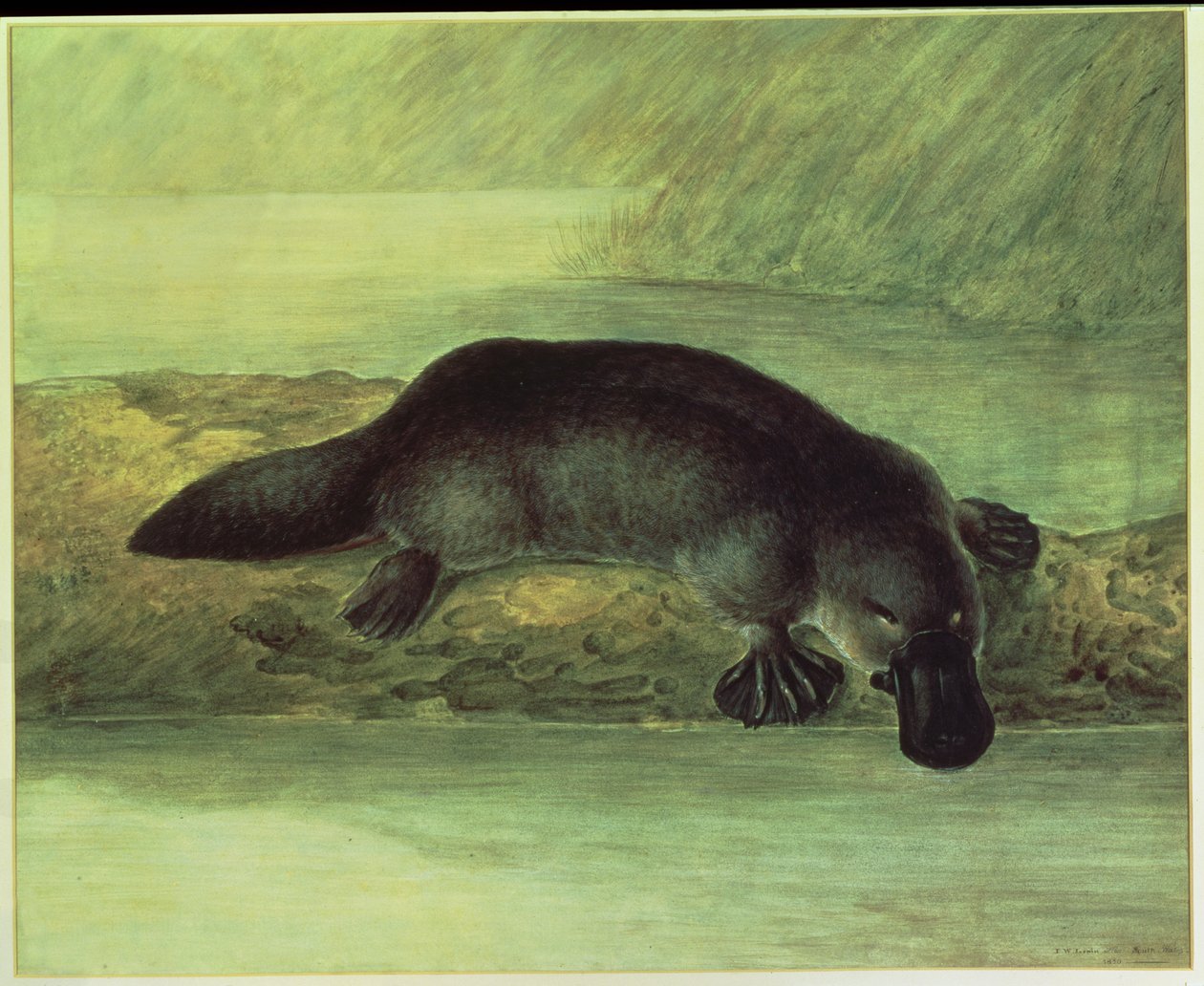 خلدان البط البط ، ornithorynchus paradoxus ، 1810 بواسطة جون وليام لوين
