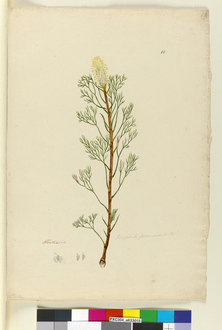 الصفحة 10. Petrophile pedunculata ، c.1803-06 (مرحاض ، قلم حبر ، قلم رصاص) بواسطة جون وليام لوين