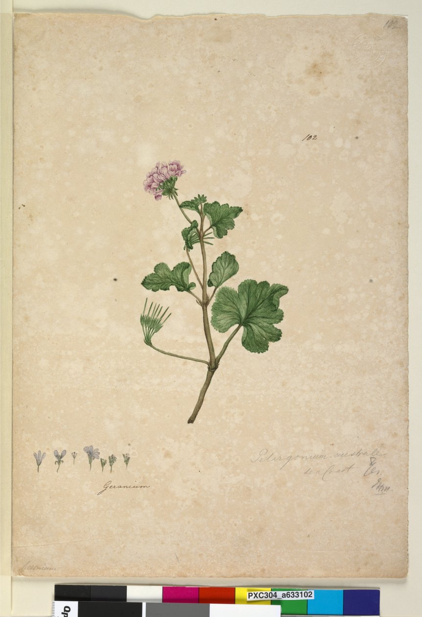 الصفحة 102. Pelargonium australe، c.1803-06 (مرحاض ، قلم حبر ، قلم رصاص) بواسطة جون وليام لوين