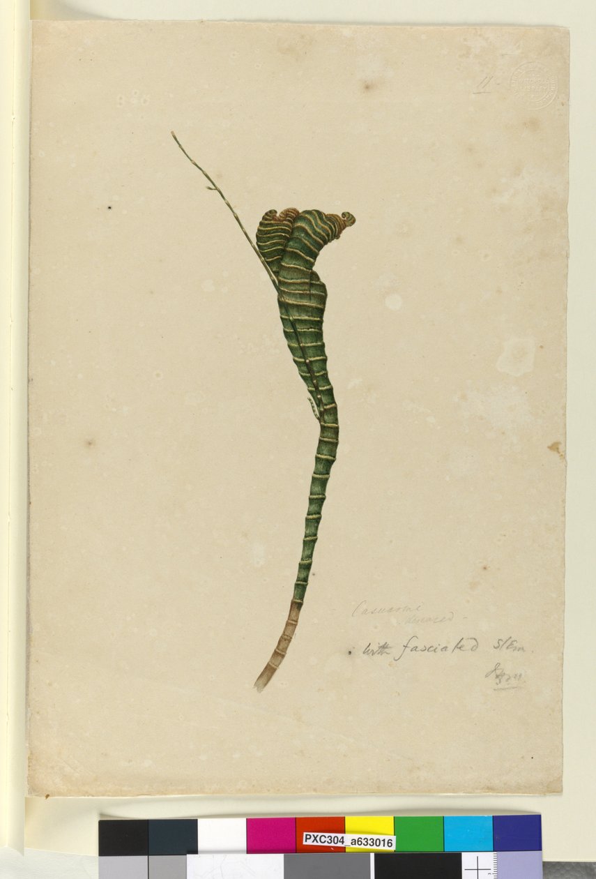 الصفحة 11. Casuarina ، c.1803-06 (مرحاض وقلم وحبر وقلم رصاص) بواسطة جون وليام لوين