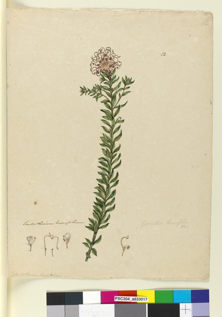 الصفحة 12. Grevillea buxifolia ، c.1803-06 (مرحاض ، قلم حبر ، قلم رصاص) بواسطة جون وليام لوين