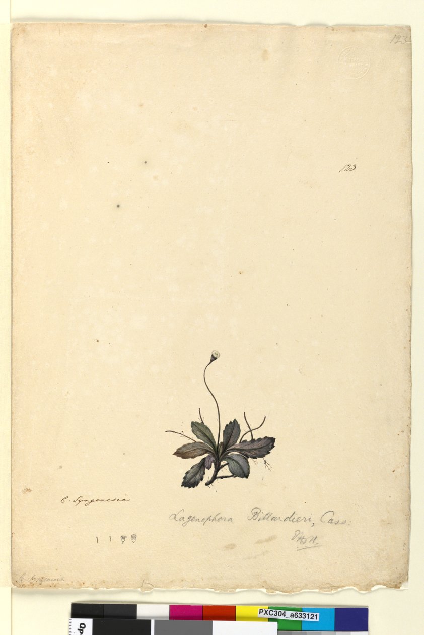 الصفحة 123. Lagenophora billardieriLagenophora gracilis، c.1803-06 (مرحاض وقلم وحبر وقلم رصاص) بواسطة جون وليام لوين