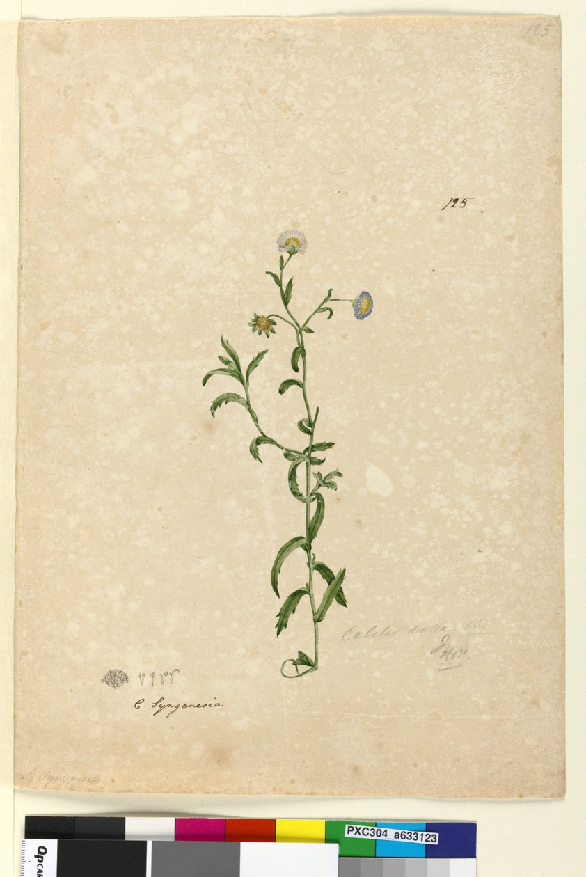 الصفحة 125. Calotis dentex، c.1803-06 (مرحاض ، قلم حبر ، قلم رصاص) بواسطة جون وليام لوين