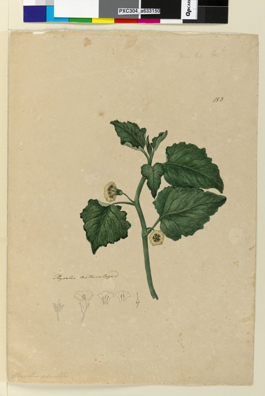 الصفحة 153. Physalis متجنس ، ج 1803-06 (مرحاض ، قلم حبر وقلم رصاص) بواسطة جون وليام لوين