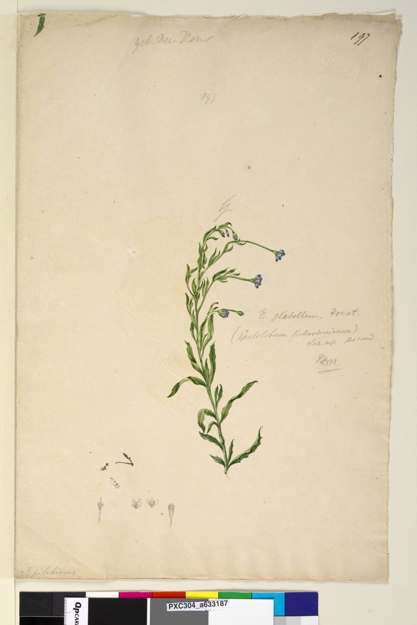 الصفحة 197. Epilobium glabellum، c.1803-06 (مرحاض ، قلم حبر ، قلم رصاص) بواسطة جون وليام لوين