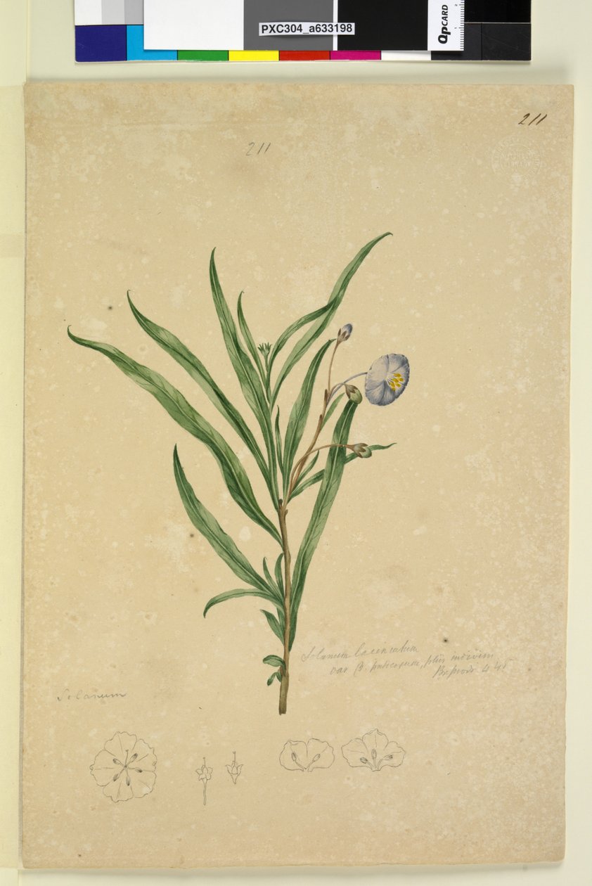 الصفحة 211. Solanum laciniatum، c.1803-06 (مرحاض ، قلم حبر ، قلم رصاص) بواسطة جون وليام لوين