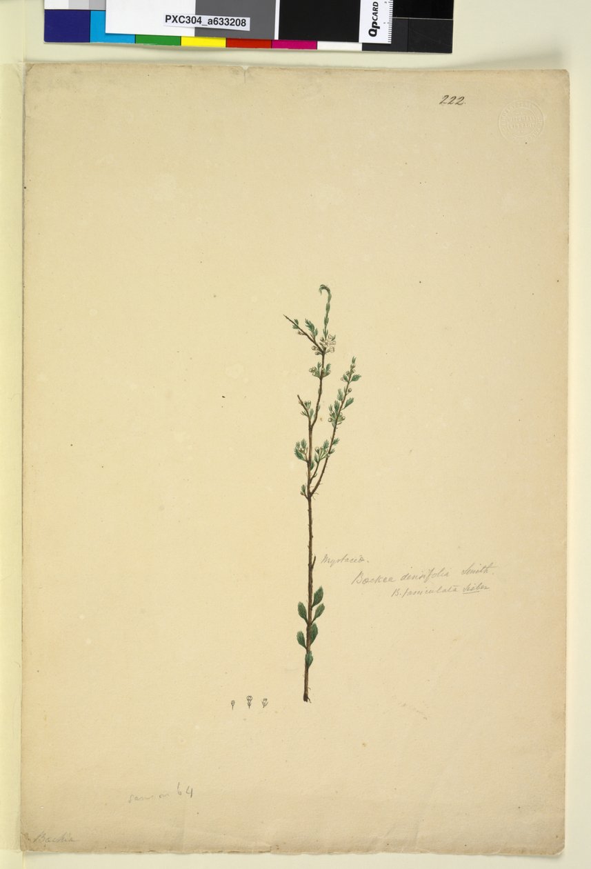 الصفحة 222. Baeckea densifolia، c.1803-06 (مرحاض ، قلم حبر ، قلم رصاص) بواسطة جون وليام لوين