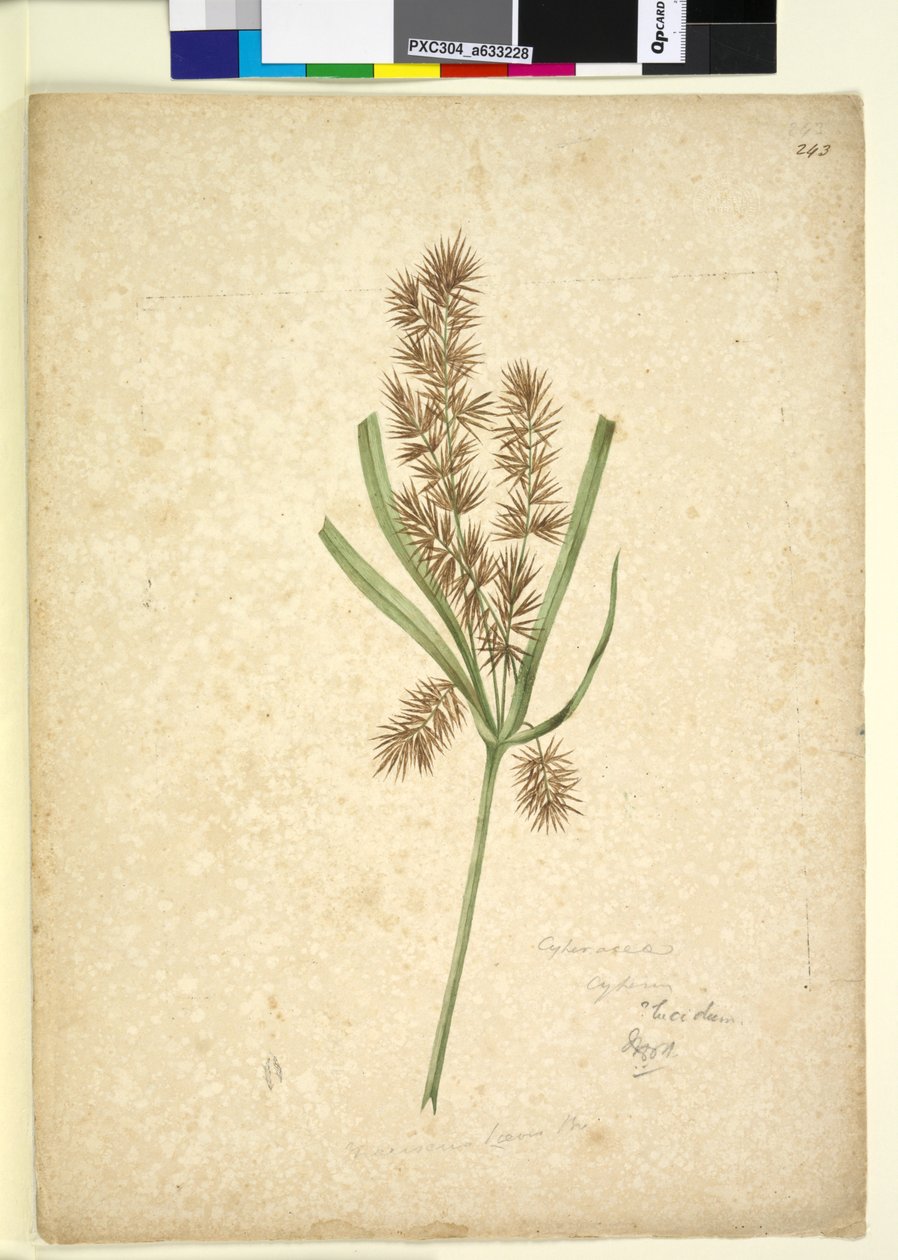 الصفحة 243. Mariscus ، c.1803-06 (مرحاض ، قلم حبر وقلم رصاص) بواسطة جون وليام لوين