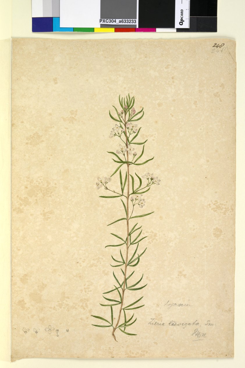 الصفحة 248. Zieria laevigata ، c.1803-06 (مرحاض ، قلم حبر ، قلم رصاص) بواسطة جون وليام لوين