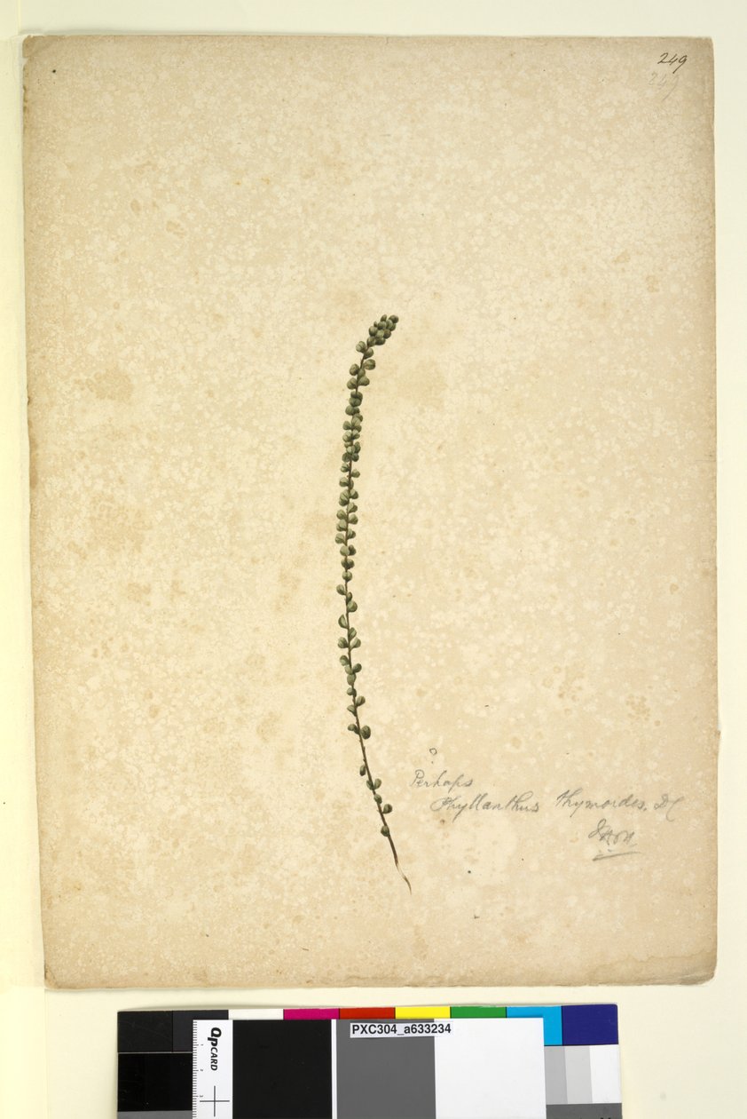 الصفحة 249. ربما Phyllanthus thymoides ، ج 1803-06 (مرحاض ، قلم حبر وقلم رصاص) بواسطة جون وليام لوين