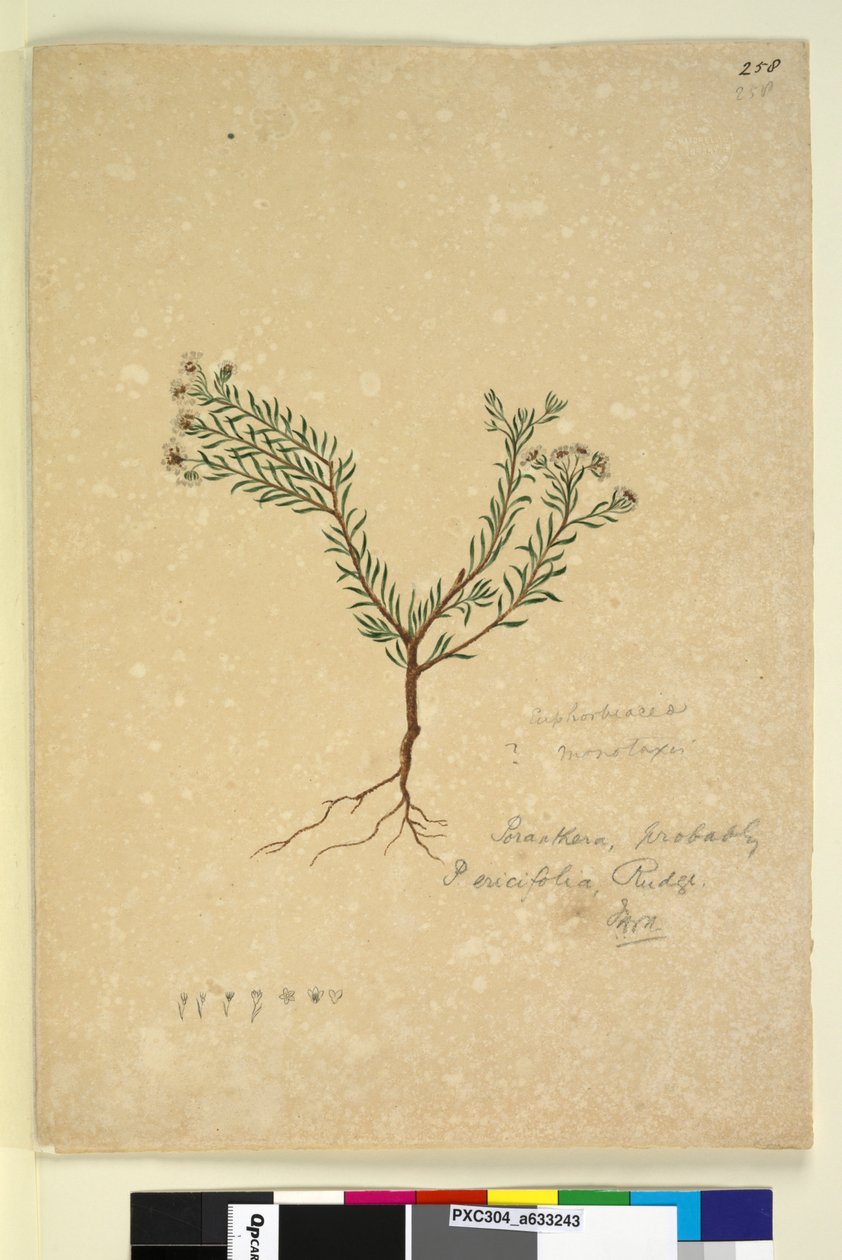 الصفحة 258. Poranthera ericifolia، c.1803-06 (مرحاض ، قلم حبر ، قلم رصاص) بواسطة جون وليام لوين