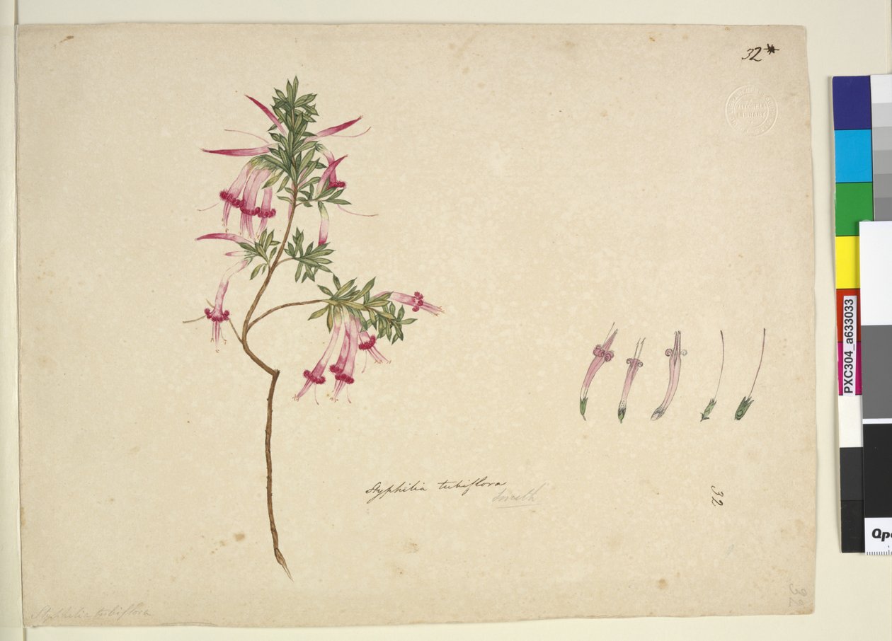 الصفحة 32. Styphelia tubiflora، c.1803-06 (مرحاض ، قلم حبر ، قلم رصاص) بواسطة جون وليام لوين
