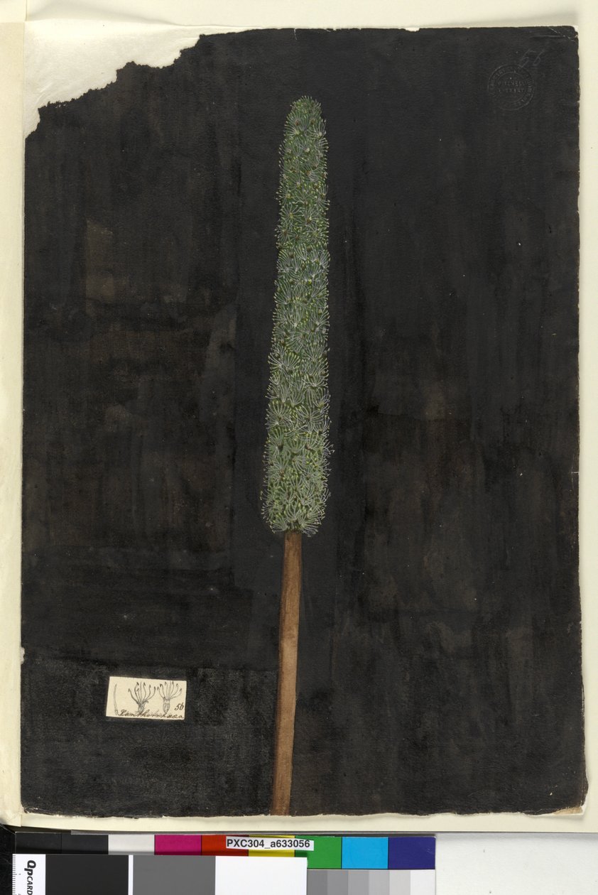 الصفحة 56. Xanthorrhoea ، c.1803-06 (مرحاض ، قلم حبر ، قلم رصاص) بواسطة جون وليام لوين