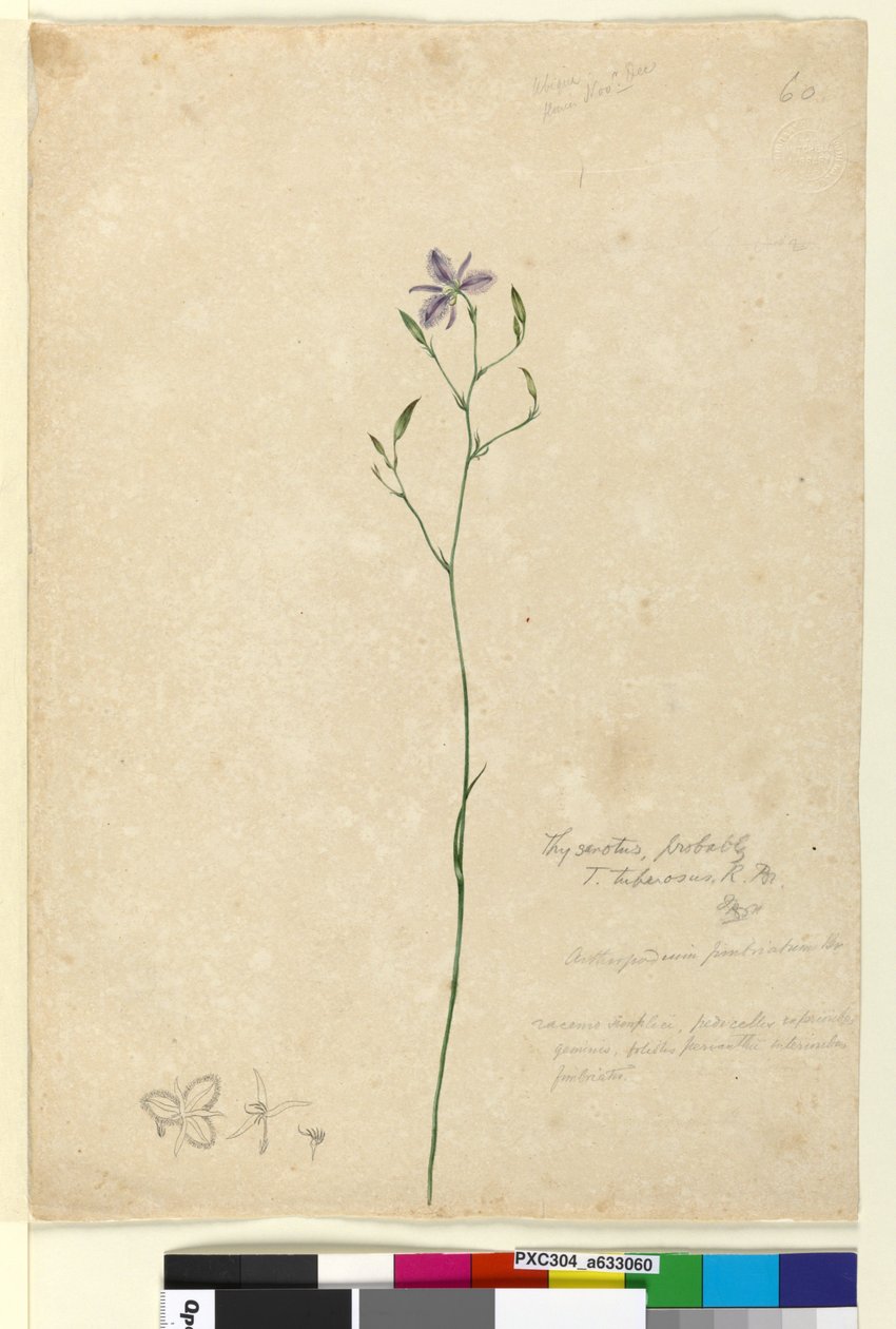 الصفحة 60. Thysanotus tuberosus، c.1803-06 (مرحاض وقلم وحبر وقلم رصاص) بواسطة جون وليام لوين