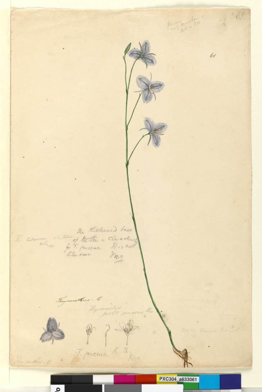 الصفحة 61. Thysanotus ، c.1803-06 (مرحاض ، قلم حبر ، قلم رصاص) بواسطة جون وليام لوين