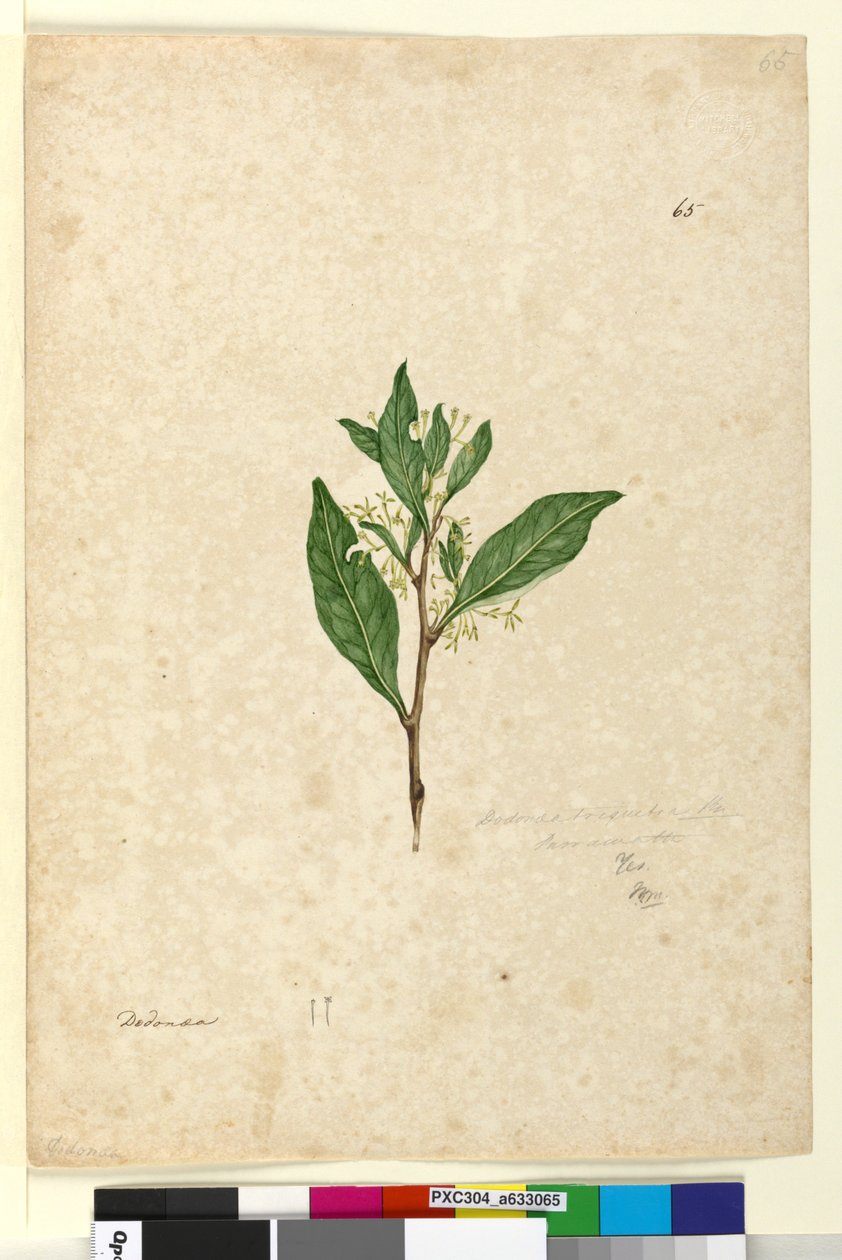الصفحة 65. Dodonaea triquetra، c.1803-06 (مرحاض ، قلم حبر ، قلم رصاص) بواسطة جون وليام لوين