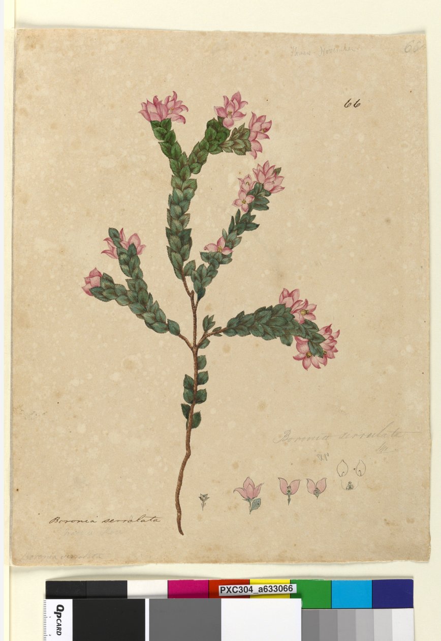 الصفحة 66. Boronia serrulata، c.1803-06 (مرحاض ، قلم حبر ، قلم رصاص) بواسطة جون وليام لوين