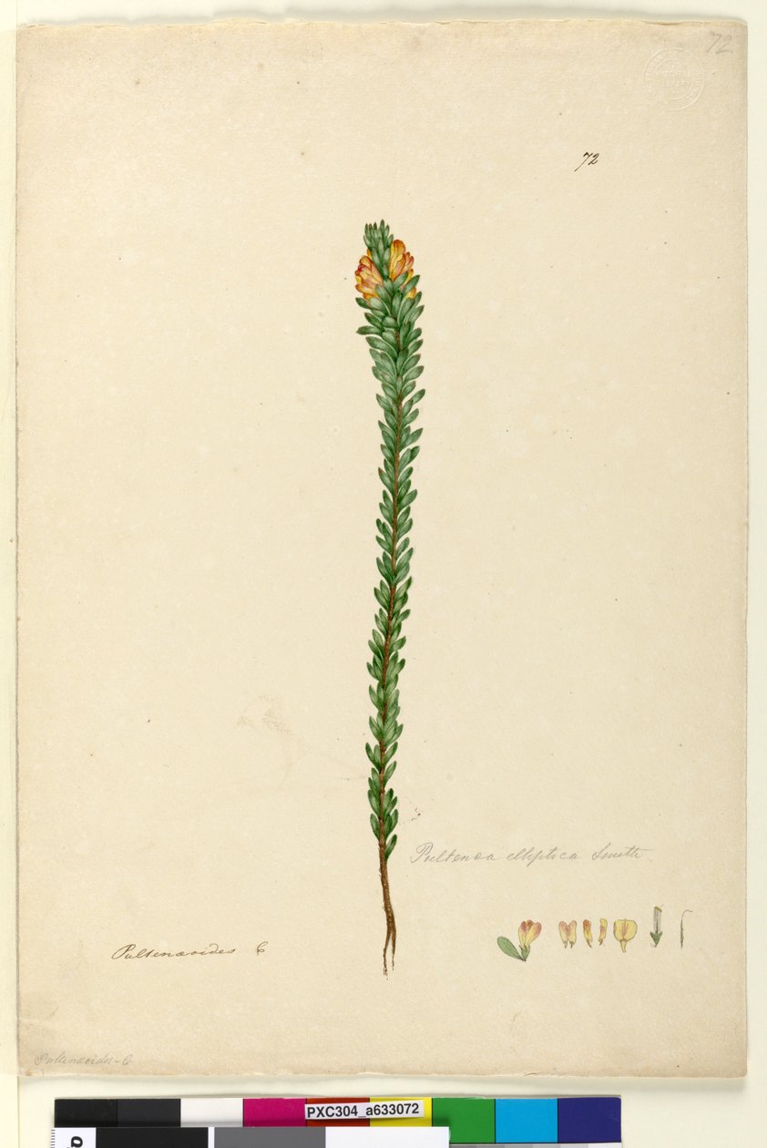 الصفحة 72. Pultenaea elliptica، c.1803-06 (مرحاض ، قلم حبر ، قلم رصاص) بواسطة جون وليام لوين