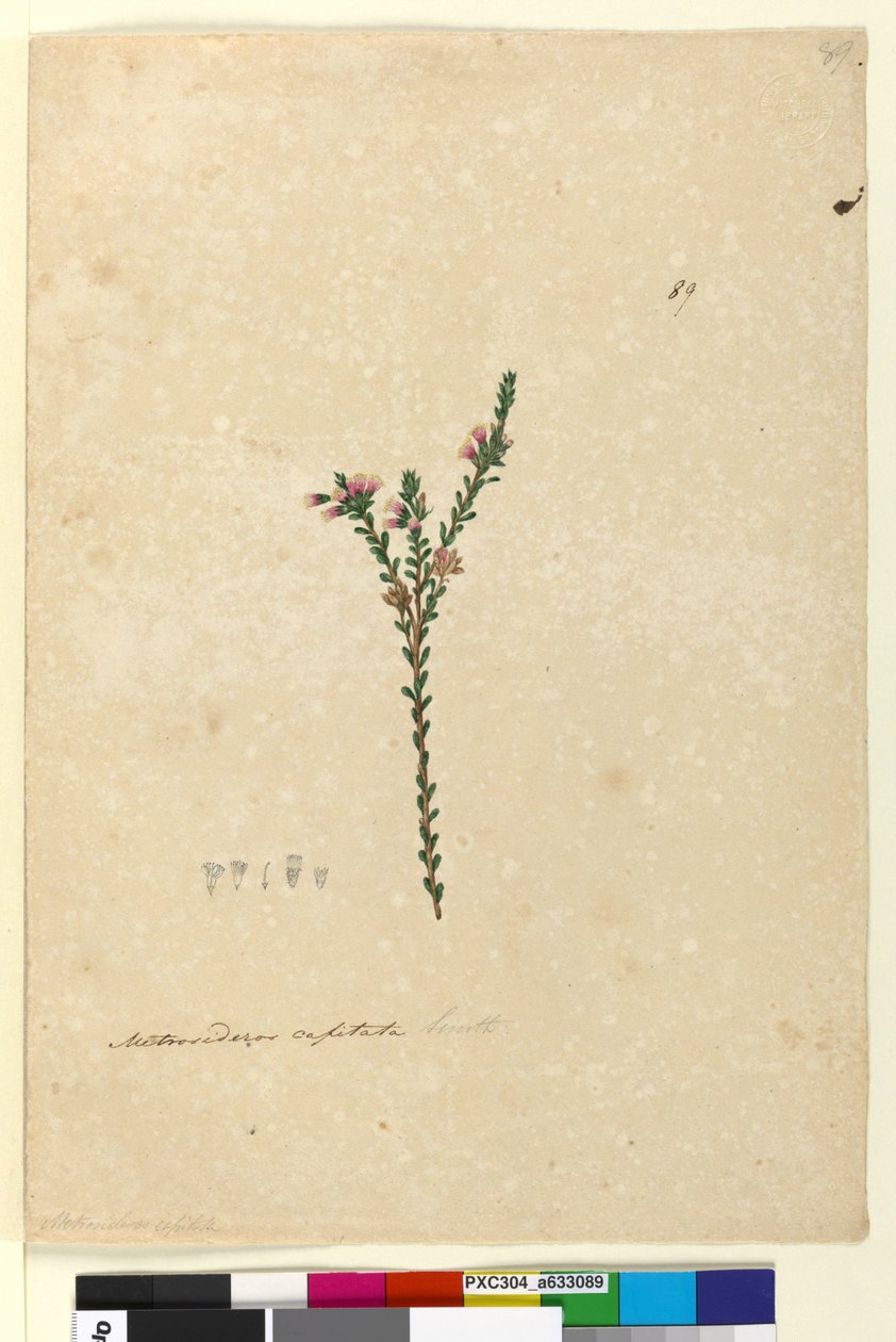 الصفحة 89. Metrosideros capitata ، c.1803-06 (مرحاض ، قلم حبر ، قلم رصاص) بواسطة جون وليام لوين