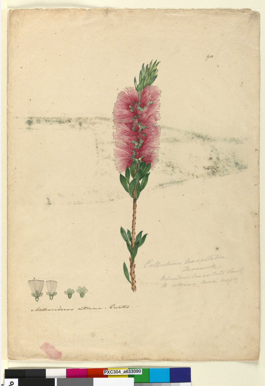 الصفحة 90. Callistemon lanceolatusCallistemon citrinus، c.1803-06 (مرحاض وقلم وحبر وقلم رصاص) بواسطة جون وليام لوين