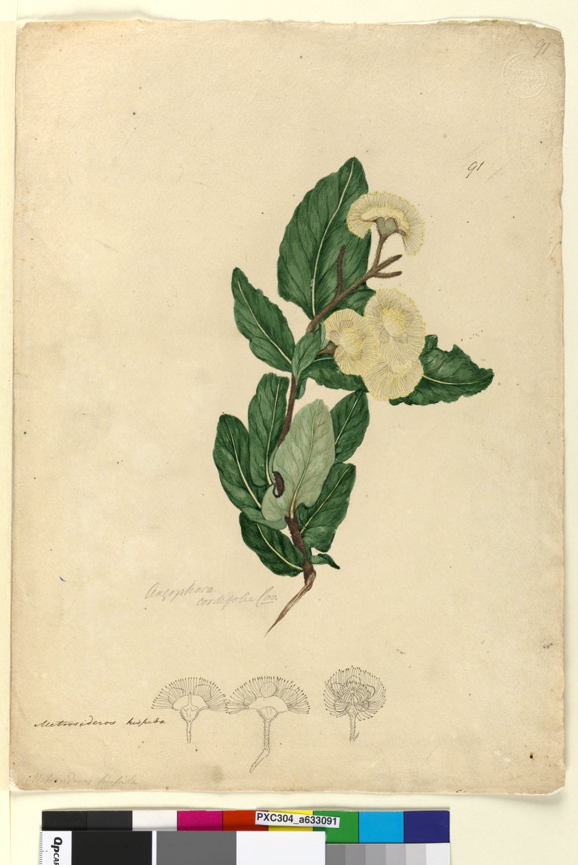 الصفحة 91. Angophora cordifolia، c.1803-06 (مرحاض ، قلم حبر ، قلم رصاص) بواسطة جون وليام لوين