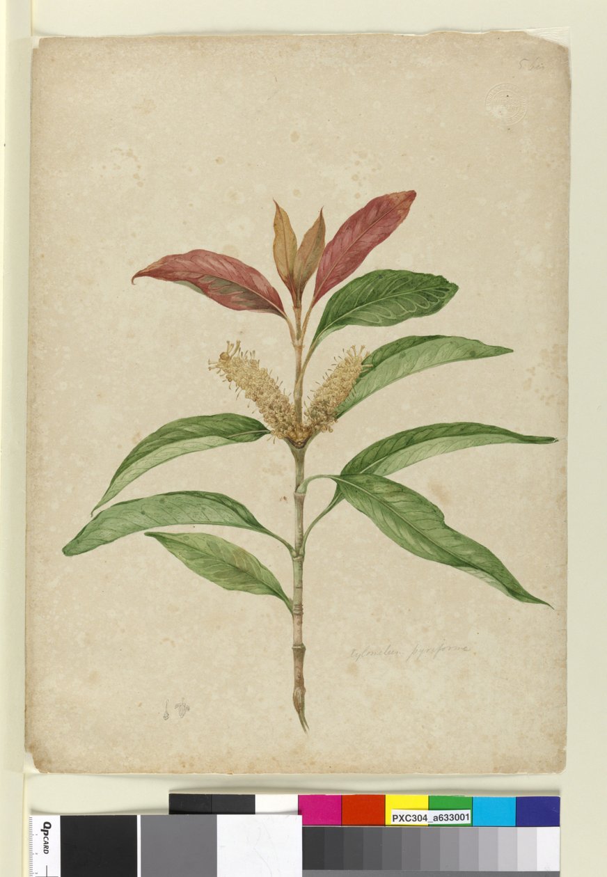 Xylomelum pyriforme ، c.1803-06 (مرحاض ، قلم حبر ، قلم رصاص) بواسطة جون وليام لوين