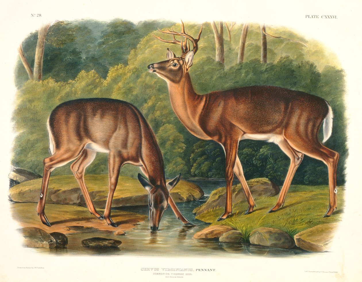 Cervus Virginianus (عام أو غزال فيرجيني) ، اللوحة 136 من "رباعي الأرجل في أمريكا الشمالية" ، نقشها جون ت. بوين (1801-ج 1856) ، 1848 بواسطة جون وودهاوس أودوبون
