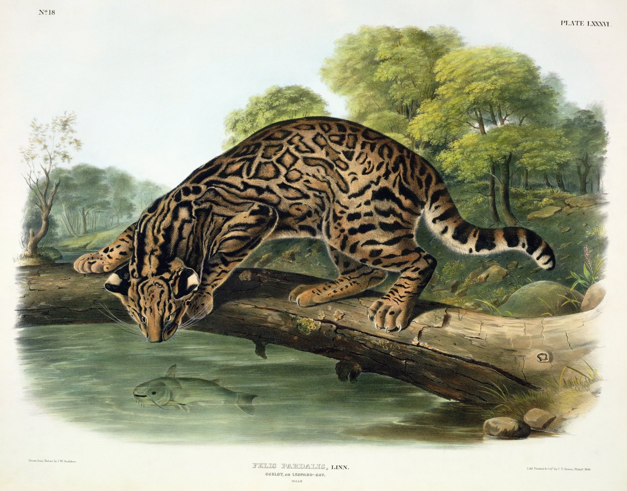 Felis Pardalis (Ocelot أو Leopard-Cat) ، اللوحة 86 من "Quadrupeds of North America" ، محفورة بواسطة John T. Bowen (1801-c.1856) ، 1846 بواسطة جون وودهاوس أودوبون