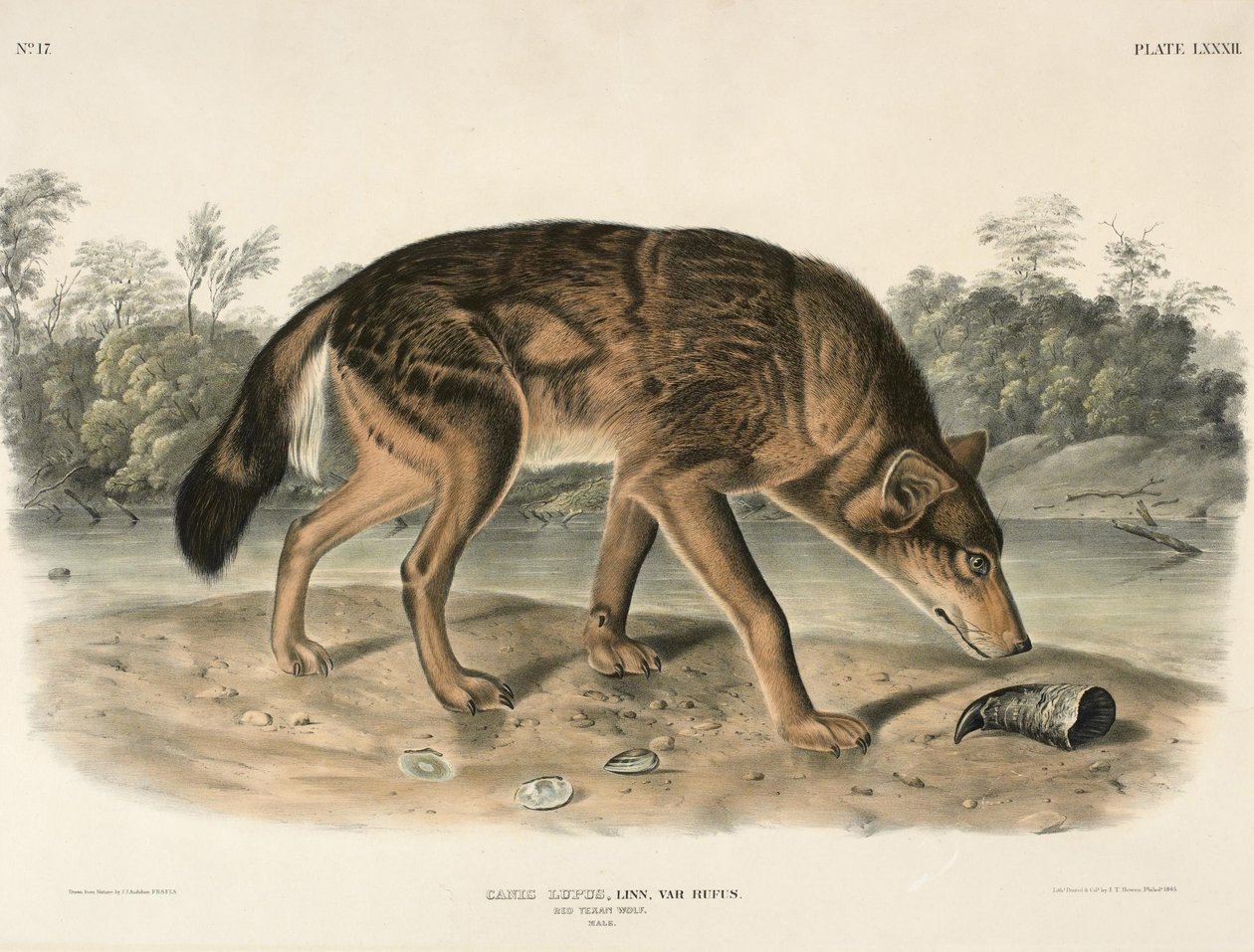 ذئب تكساس الأحمر (Canis Lupus) بواسطة جون وودهاوس أودوبون