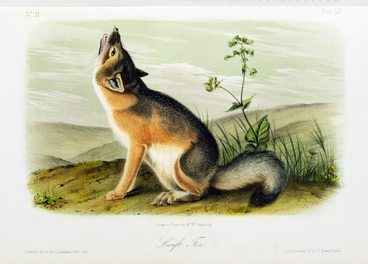 Swift Fox ، اللوحة 52 من "Quadrupeds of North America" ، منقوشة بواسطة WE Hitchcock بواسطة جون وودهاوس أودوبون