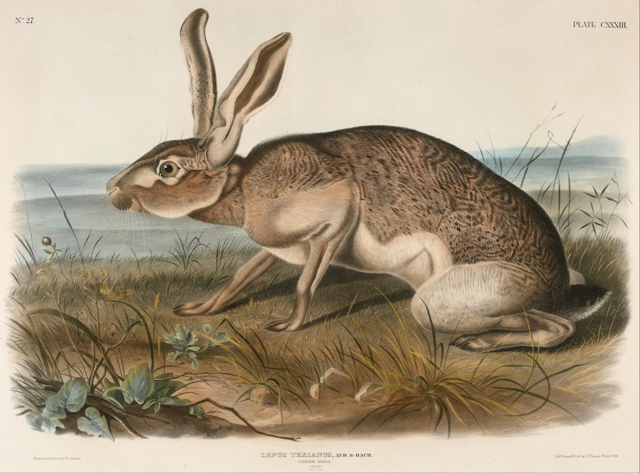 تكسيان هير (Lepus Texianus) بواسطة جون وودهاوس أودوبون