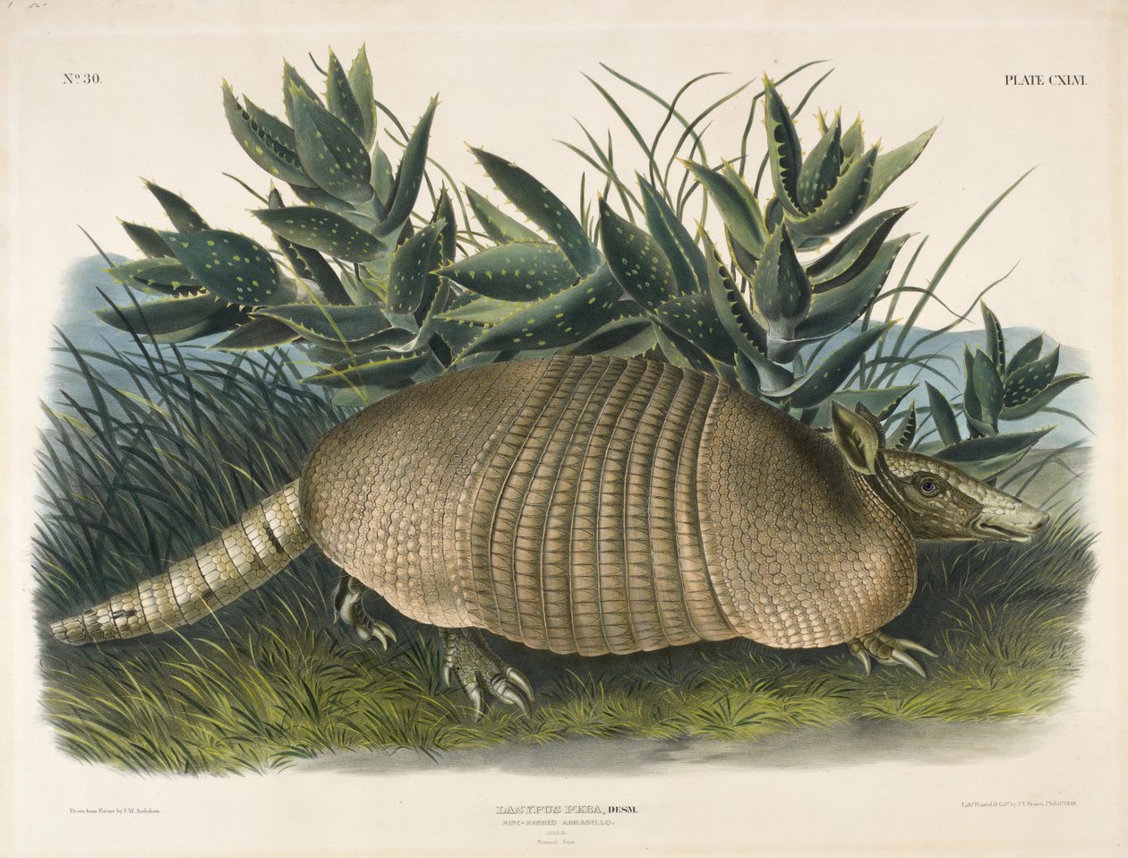 أرماديللو رباعي النطاقات (Dasypus Peba) ، 1848 (طباعة حجرية ملونة يدويًا) بواسطة جون وودهاوس بعد أودوبون