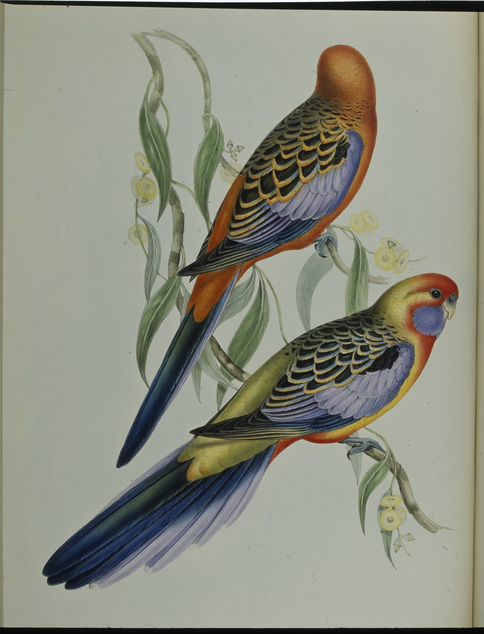 Adelaide Parakeet (Platycercus Adelaidiae) (hand-coloured litho) بواسطة جون (بعد) جولد
