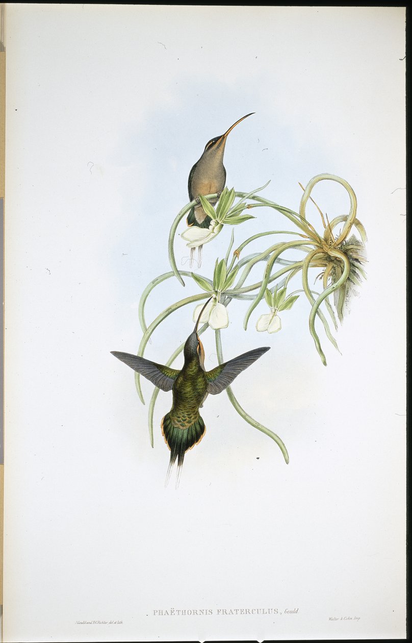 Allied Hermit (Phaethornis Fraterculus) (hand-coloured litho) بواسطة جون (بعد) جولد