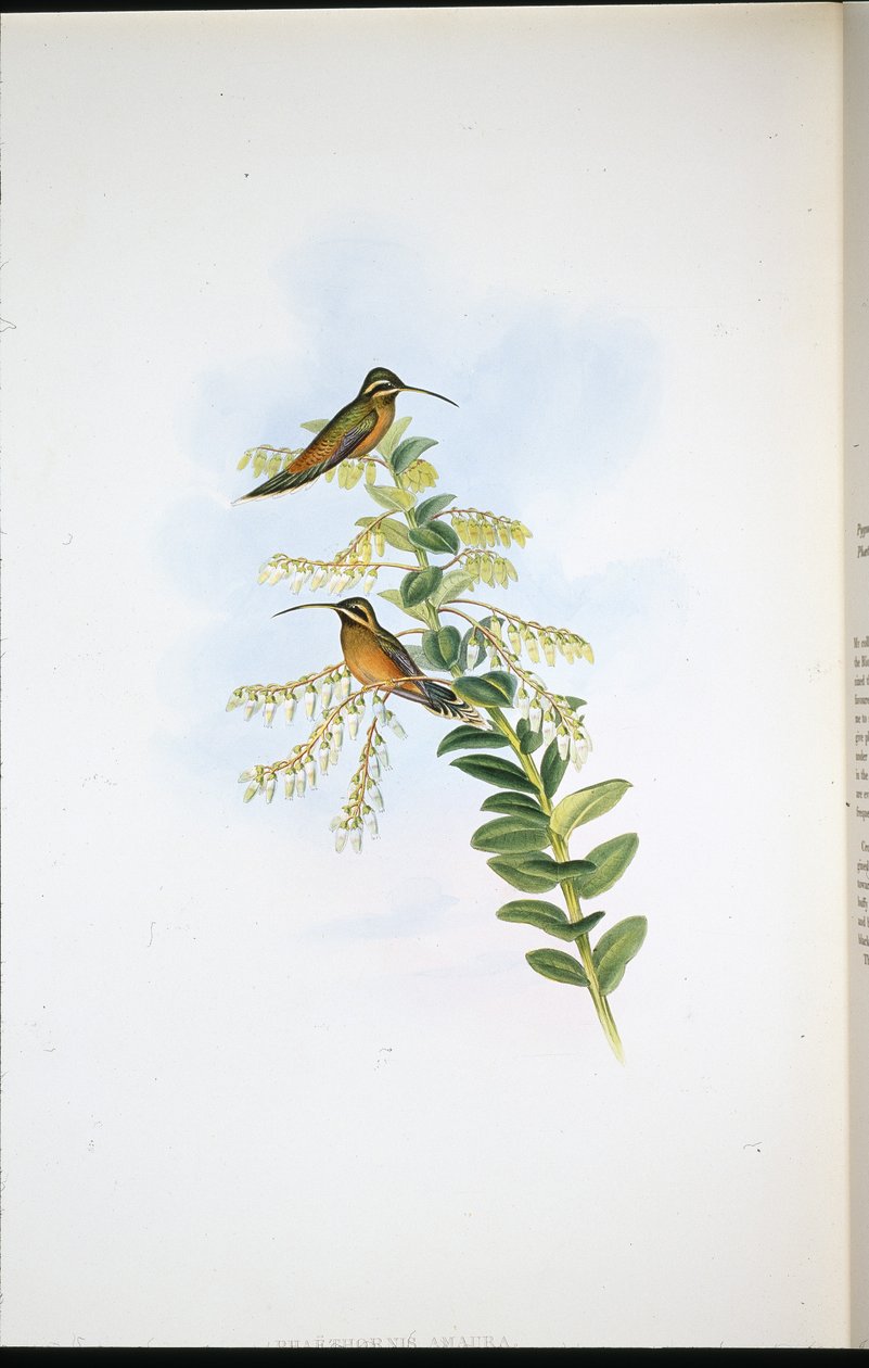 Amaura Hermit (Phaethornis Amaura) (ليثو ملون يدويًا) بواسطة جون (بعد) جولد