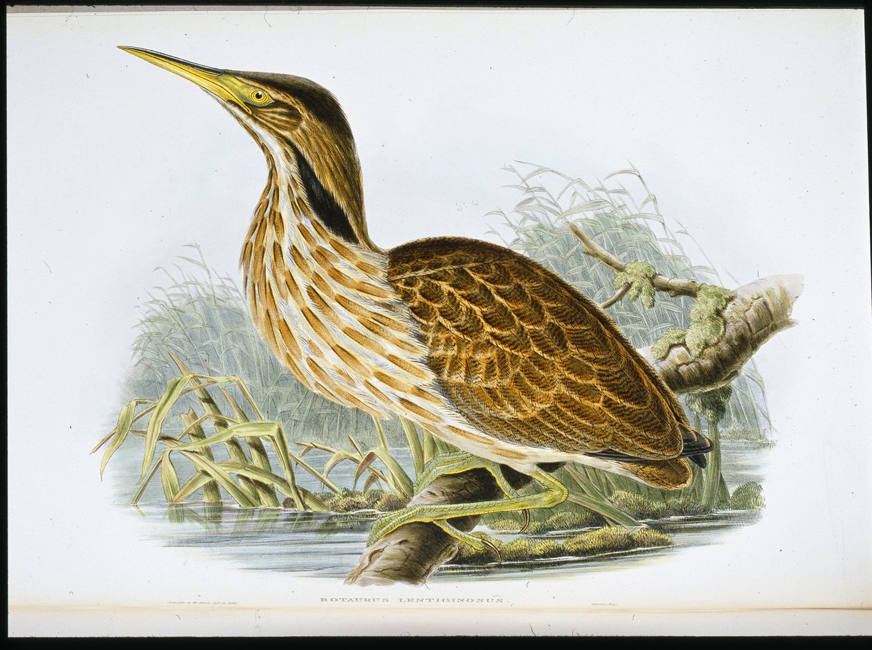 American Bittern (Botaurus Lentiginosus) (hand-coloured litho) بواسطة جون (بعد) جولد