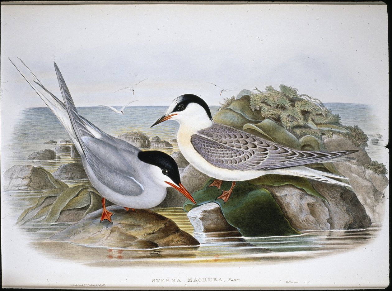 Arctic Tern (Sterna Macrura) (hand-coloured litho) بواسطة جون (بعد) جولد